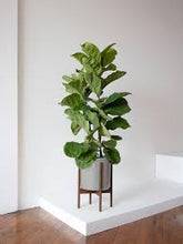 Load image into Gallery viewer, FIDDLE LEAF FIG
