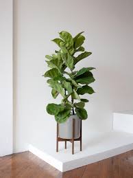 FIDDLE LEAF FIG
