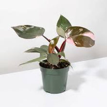 Load image into Gallery viewer, PHILODENDRON-PINK PRINCESS
