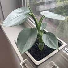 Load image into Gallery viewer, PHILODENDRON-GREY
