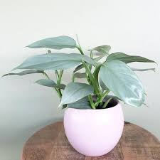 PHILODENDRON-GREY