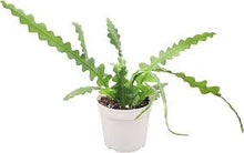 Load image into Gallery viewer, CACTI
