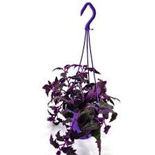 Load image into Gallery viewer, GYNURA-PURPLE PASSION
