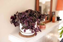 Load image into Gallery viewer, TRADESCANTIA-FUZZY
