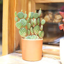 Load image into Gallery viewer, CACTI
