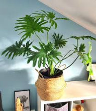 Load image into Gallery viewer, PHILODENDRON-HOPE
