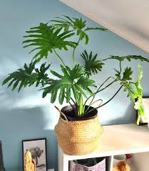 PHILODENDRON-HOPE