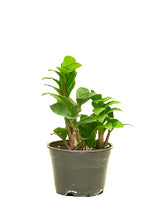 Load image into Gallery viewer, ZZ Plant
