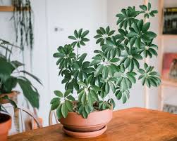 SCHEFFLERA-AMANTE