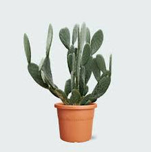 Load image into Gallery viewer, CACTI
