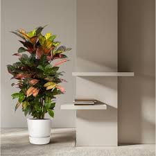 CROTON-ICETON