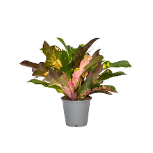 Load image into Gallery viewer, CROTON-ICETON
