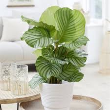 CALATHEA-ORBIFOLIA
