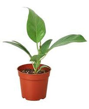 Load image into Gallery viewer, FICUS-AUDREY-BUSH
