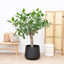 FICUS-AUDREY-BUSH