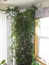 Load image into Gallery viewer, IVY-GRAPE
