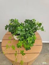 Load image into Gallery viewer, PARTHENOCISSUS-SUGAR VINE
