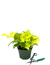 Load image into Gallery viewer, Neon Pothos
