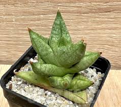 SANSEVIERIA BONJI